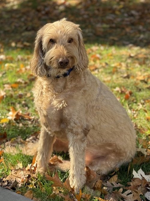 Yogi, Rohini’s Labradoodle